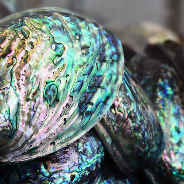 Abalone Shell (Available in-store only)