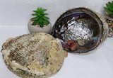 Abalone Shell (Available in-store only)