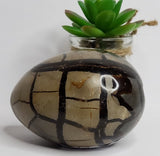 SEPTARIAN Dragon Egg (Available in-store only)