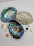 Abalone Shell (Available in-store only)